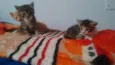Mococa, Tyler e siby