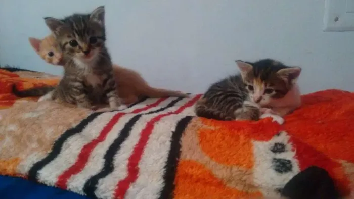 Gato ra a  idade Abaixo de 2 meses nome Mococa, Tyler e siby
