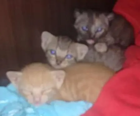 Gato ra a Desconhecida idade 2 a 6 meses nome Sem nome