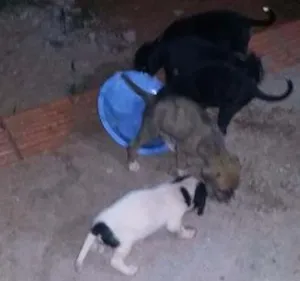 Cachorro raça Viralata idade Abaixo de 2 meses nome Nao tem nome ainda 