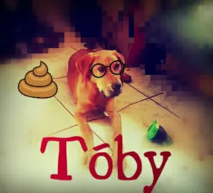 Cachorro raça labrador com vira-lata idade  nome Toby