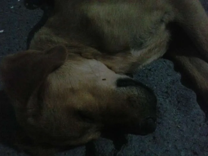 Cachorro raça labrador com vira-lata idade  nome Toby