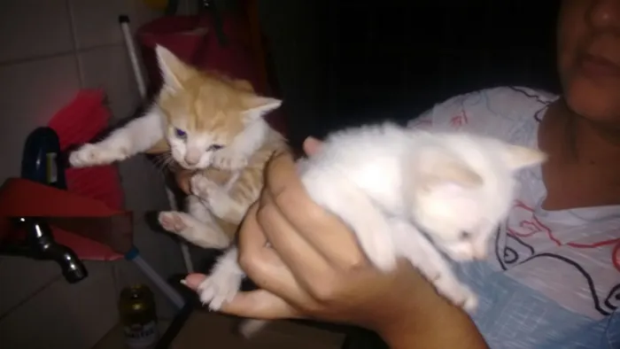 Gato ra a não sei idade Abaixo de 2 meses nome não tem