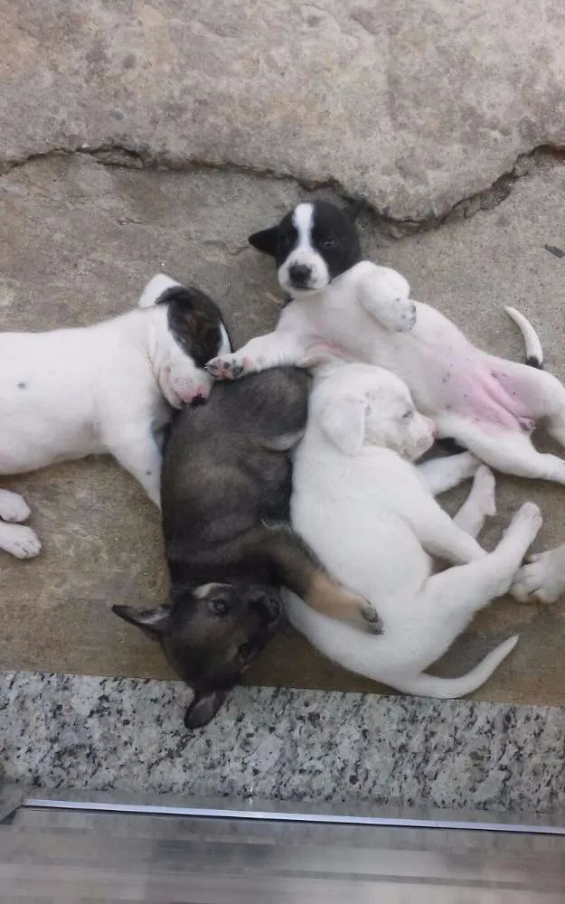 Cachorro ra a Vira Lata idade Abaixo de 2 meses nome Felipe