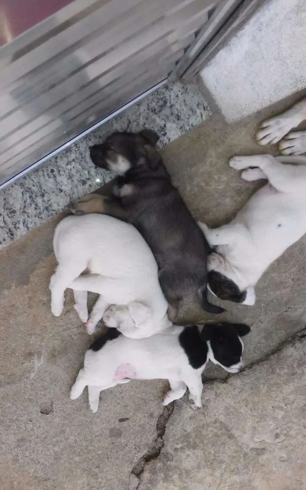 Cachorro ra a Vira Lata idade Abaixo de 2 meses nome Felipe