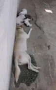 Felipe