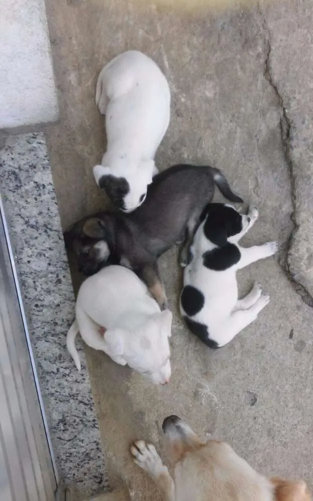 Cachorro ra a Vira Lata idade Abaixo de 2 meses nome Felipe