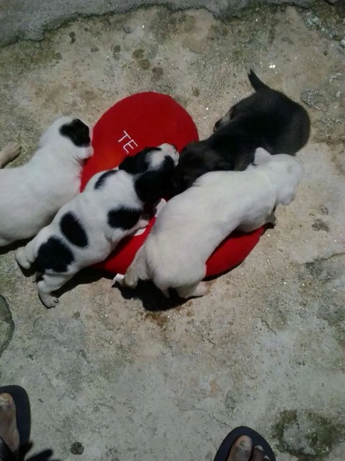 Cachorro ra a Vira Lata idade Abaixo de 2 meses nome Felipe