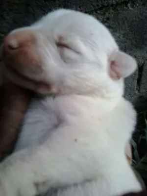 Cachorro raça Vira Lata idade Abaixo de 2 meses nome Felipe