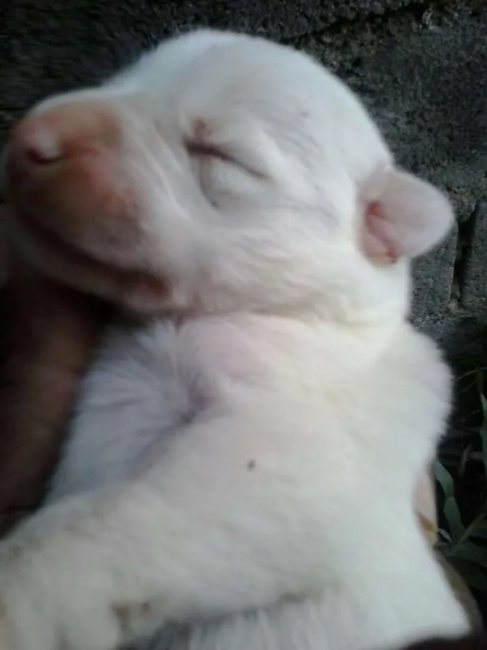 Cachorro ra a Vira Lata idade Abaixo de 2 meses nome Felipe