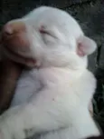 Felipe
