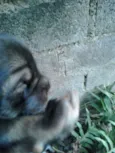 Felipe