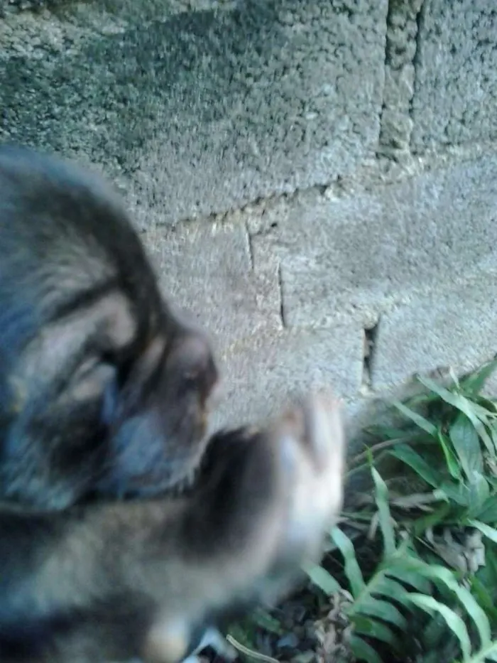 Cachorro ra a Vira Lata idade Abaixo de 2 meses nome Felipe