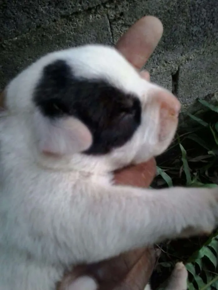 Cachorro ra a Vira Lata idade Abaixo de 2 meses nome Felipe