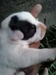 Felipe