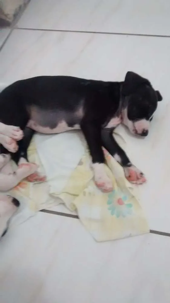 Cachorro ra a Vira lata idade 2 a 6 meses nome Toby e neguinha