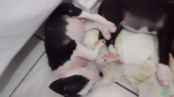 Cachorro ra a Vira lata idade 2 a 6 meses nome Toby e neguinha