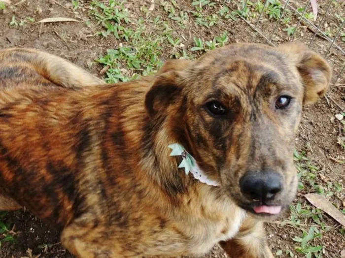 Cachorro ra a SRD idade 7 a 11 meses nome Ameixa