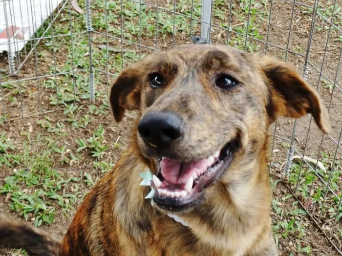 Cachorro ra a SRD idade 7 a 11 meses nome Ameixa