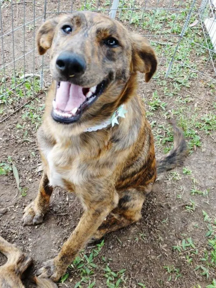 Cachorro ra a SRD idade 7 a 11 meses nome Ameixa