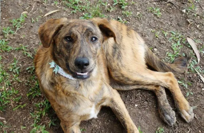 Cachorro ra a SRD idade 7 a 11 meses nome Ameixa