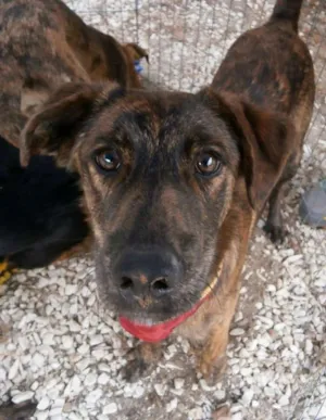 Cachorro raça SRD idade 1 ano nome Caqui