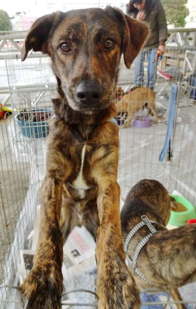 Cachorro ra a SRD idade 1 ano nome Caqui