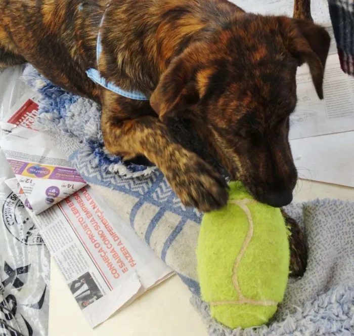 Cachorro ra a SRD idade 1 ano nome Caqui