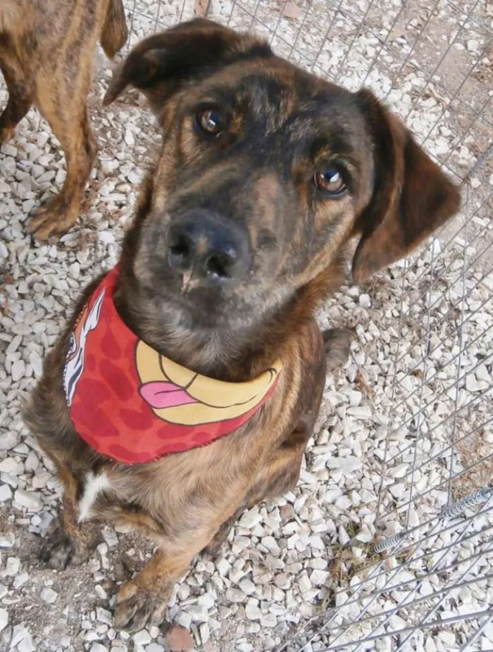 Cachorro ra a SRD idade 1 ano nome Caqui