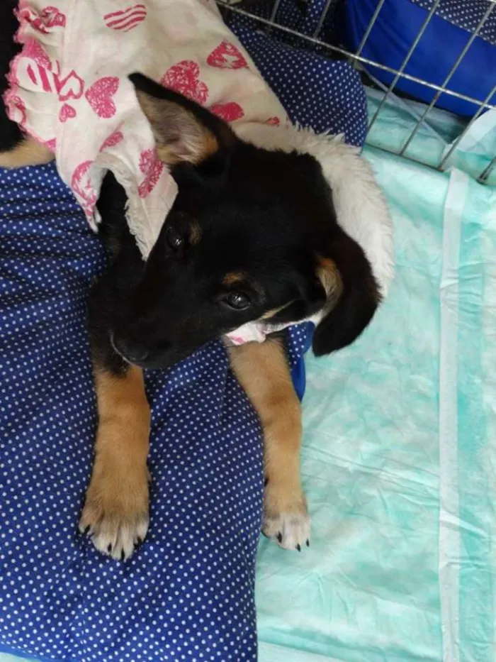 Cachorro ra a SRD idade 2 a 6 meses nome Meredith