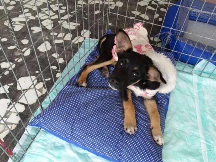 Cachorro ra a SRD idade 2 a 6 meses nome Meredith