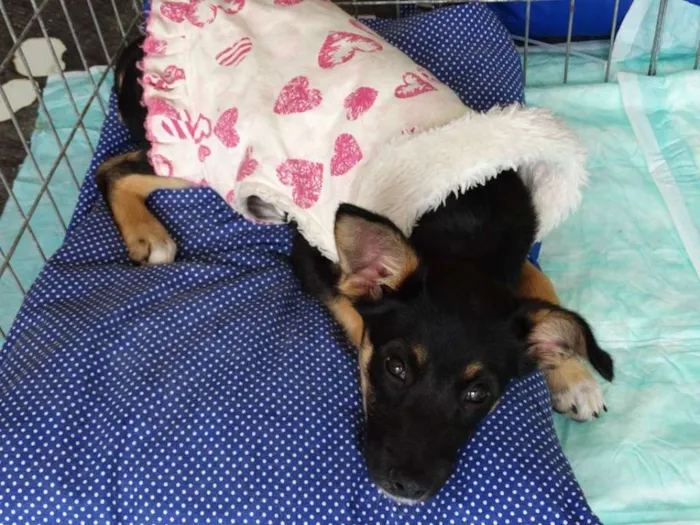 Cachorro ra a SRD idade 2 a 6 meses nome Meredith