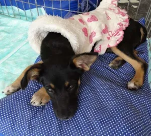 Cachorro raça SRD idade 2 a 6 meses nome Meredith