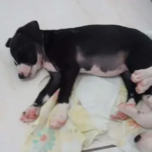 Cachorro raça Vira lata idade 2 a 6 meses nome Toby e neguinha