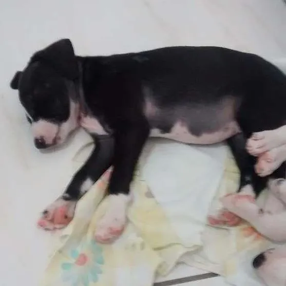 Cachorro ra a Vira lata idade 2 a 6 meses nome Toby e neguinha