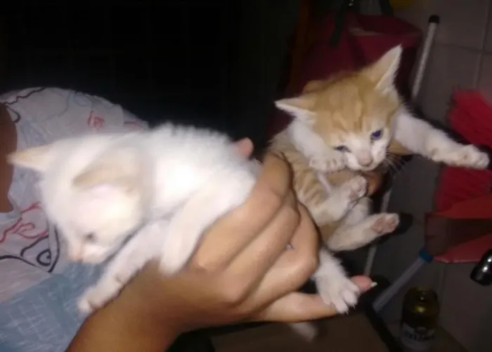 Gato ra a não sei idade Abaixo de 2 meses nome não tem