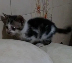 Gato raça SRD idade 2 a 6 meses nome Sem nome