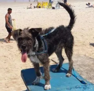 Cachorro raça vira latinha idade 2 a 6 meses nome RAMOM