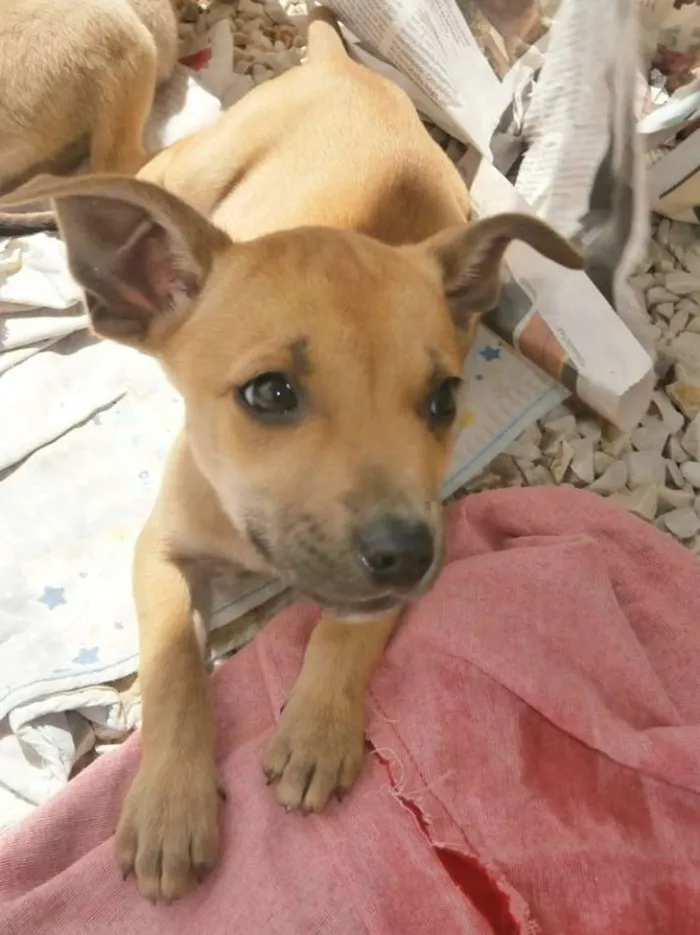 Cachorro ra a SRD idade 2 a 6 meses nome Sol