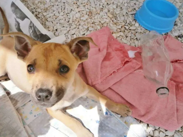 Cachorro ra a SRD idade 2 a 6 meses nome Sol