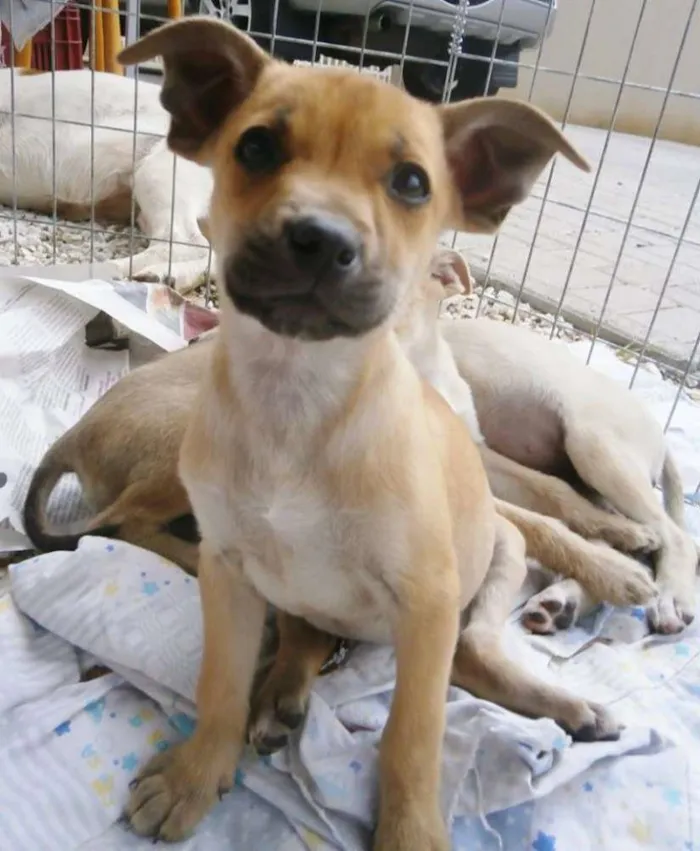 Cachorro ra a SRD idade 2 a 6 meses nome Sol