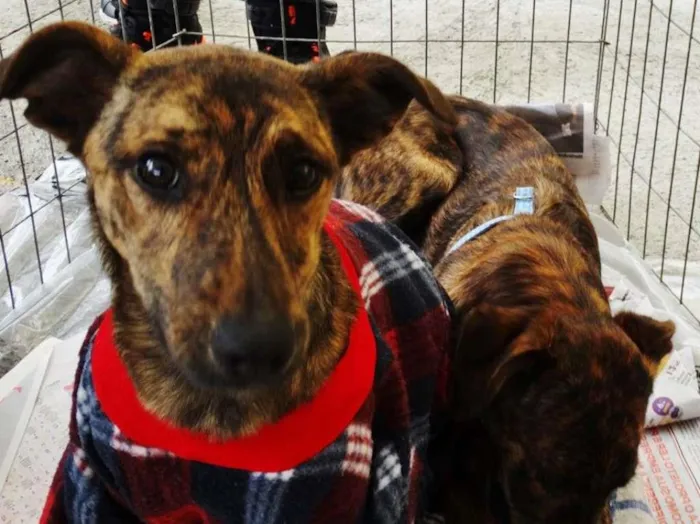 Cachorro ra a SRD idade 7 a 11 meses nome Morango