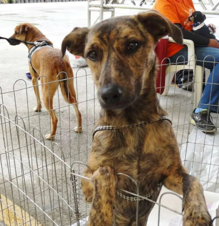 Cachorro ra a SRD idade 7 a 11 meses nome Morango