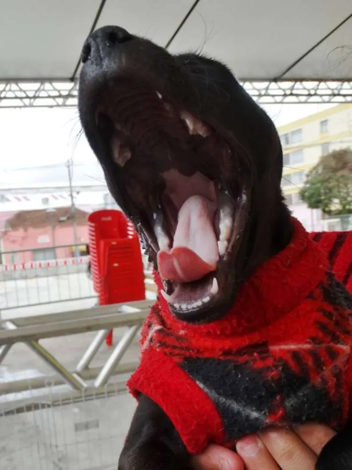 Cachorro ra a SRD idade 2 a 6 meses nome Lotus