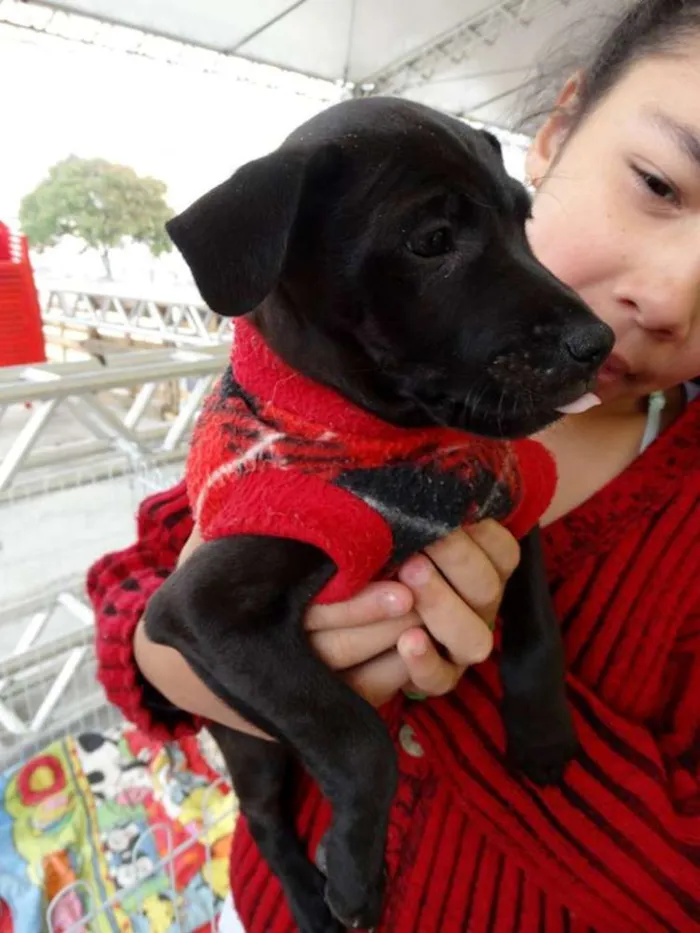 Cachorro ra a SRD idade 2 a 6 meses nome Lotus