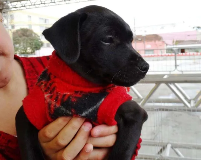 Cachorro ra a SRD idade 2 a 6 meses nome Lotus