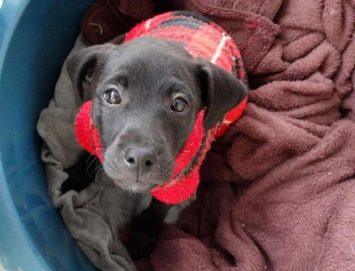Cachorro ra a SRD idade 2 a 6 meses nome Lotus