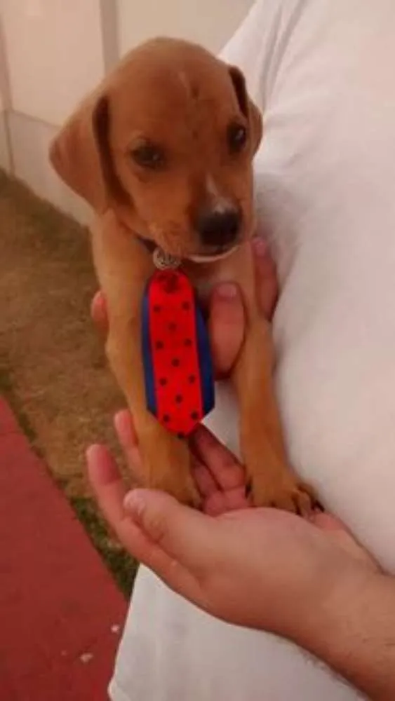 Cachorro ra a SRD idade 2 a 6 meses nome tommy