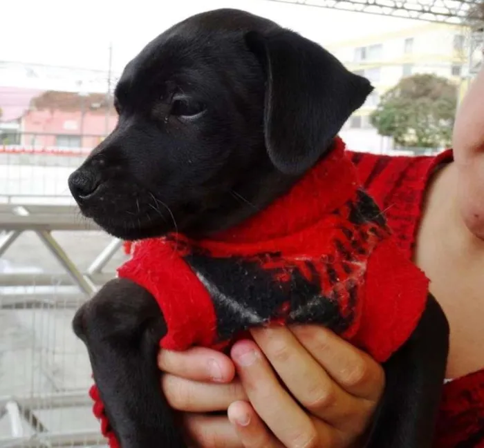 Cachorro ra a SRD idade 2 a 6 meses nome Lotus
