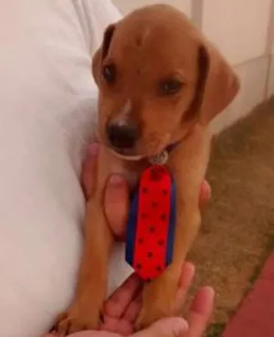 Cachorro raça SRD idade 2 a 6 meses nome tommy